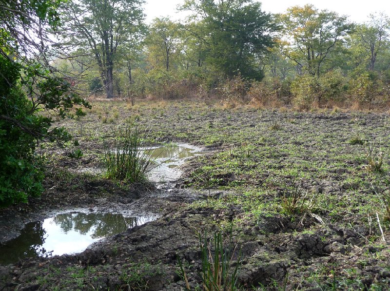 Hippo's in Liwonde National Park Malawi Album Pictures