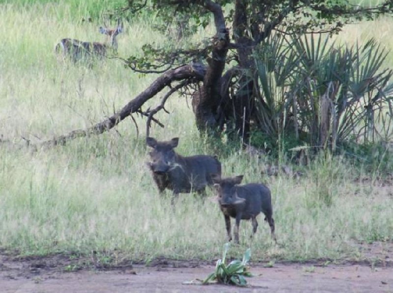 Hippo's in Liwonde National Park Malawi Review Photograph