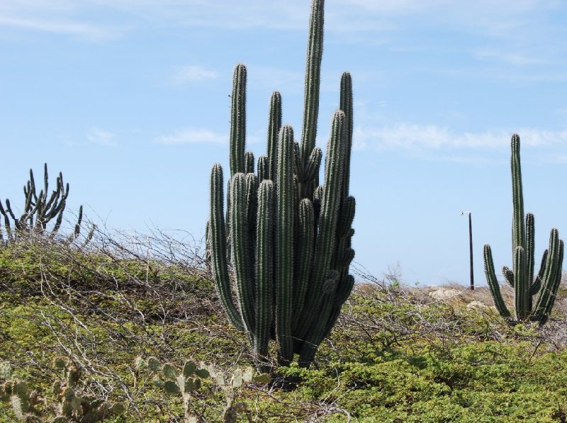 All Inclusive Honeymoon in Aruba Oranjestad Trip