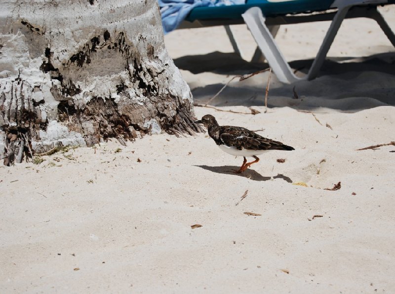 All Inclusive Honeymoon in Aruba Oranjestad Holiday Sharing
