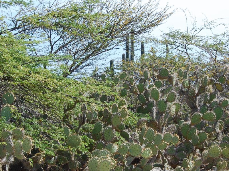 All Inclusive Honeymoon in Aruba Oranjestad Vacation Picture