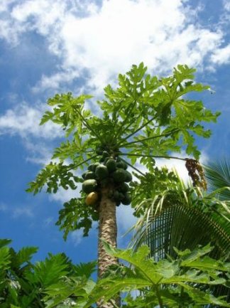   Apia Samoa Diary Picture