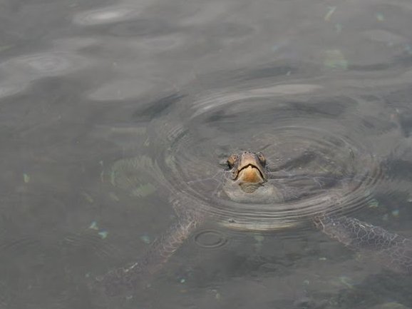 Apia Samoa 