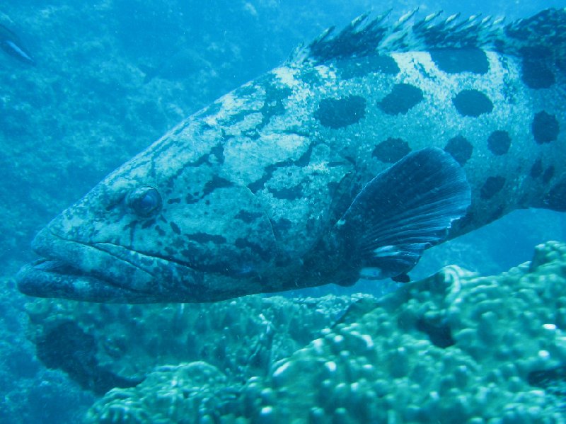 Swimming with Whale Sharks in Mozambique Tofo Album Sharing