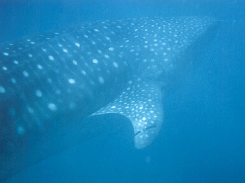 Photo Swimming with Whale Sharks in Mozambique islands