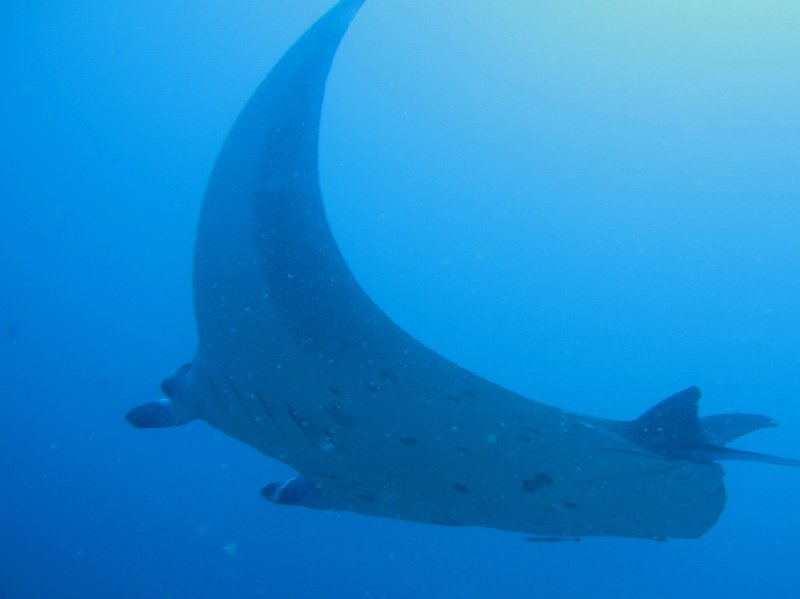 Photo Swimming with Whale Sharks in Mozambique between