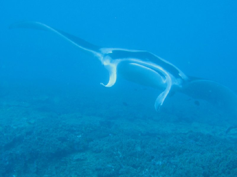 Photo Swimming with Whale Sharks in Mozambique knowing