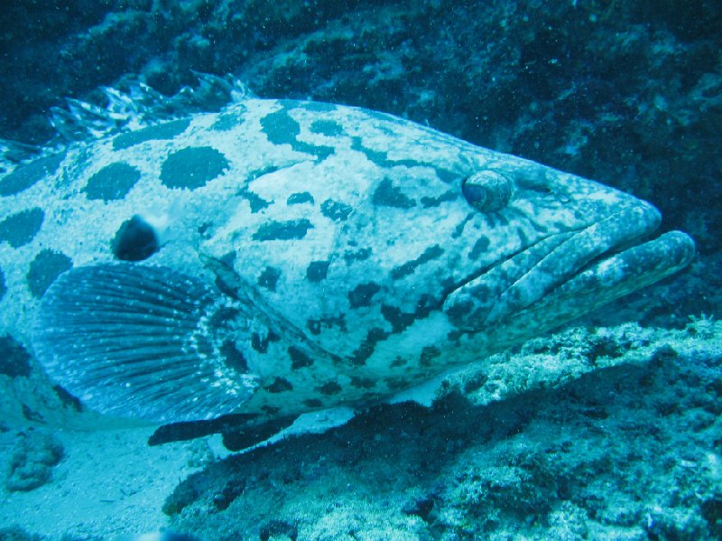 Swimming with Whale Sharks in Mozambique Tofo Trip Photos