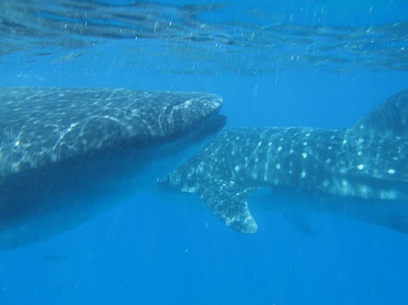 Photo Swimming with Whale Sharks in Mozambique turned