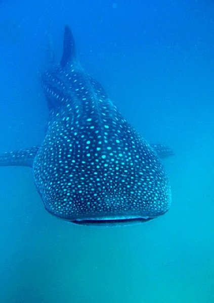 Swimming with Whale Sharks in Mozambique Tofo Holiday Tips