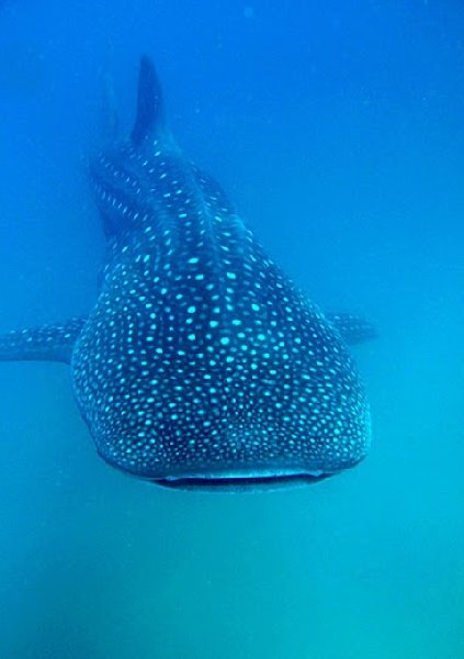 Photo Swimming with Whale Sharks in Mozambique wanted