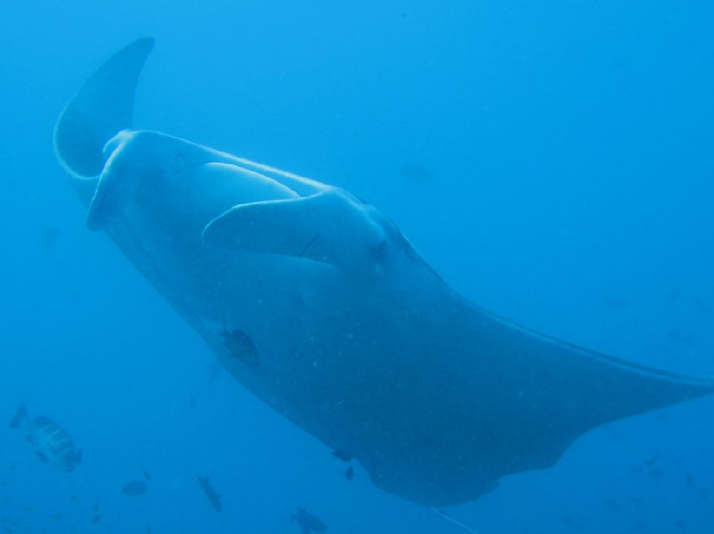 Photo Swimming with Whale Sharks in Mozambique sharks