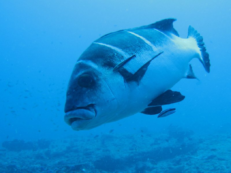 Photo Swimming with Whale Sharks in Mozambique departure