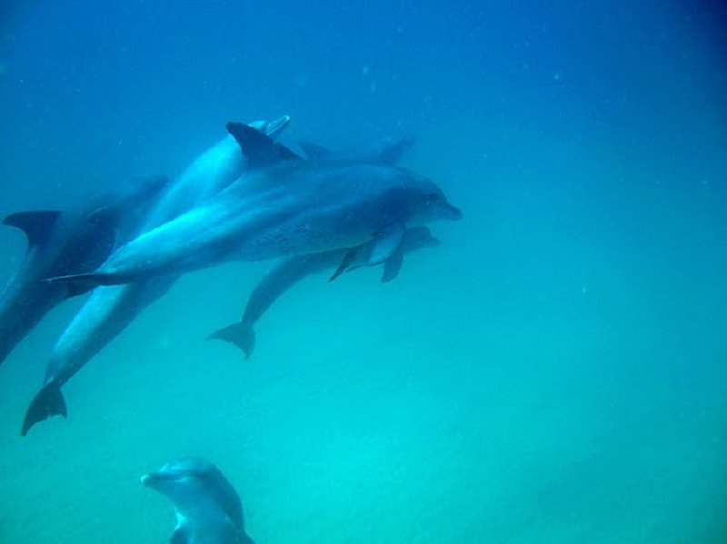 Photo Swimming with Whale Sharks in Mozambique season