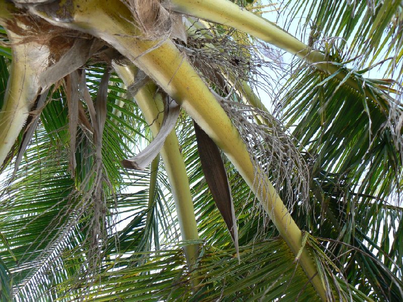   Caye Caulker Belize Travel