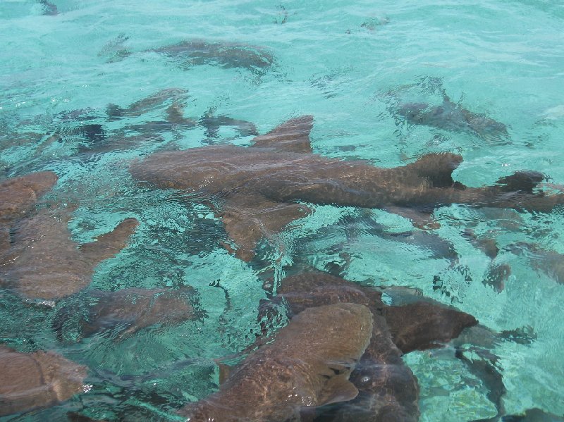 From Belize City to Caye Caulker Island Blog Picture