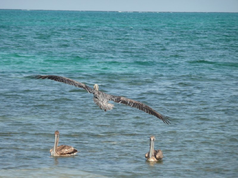   Caye Caulker Belize Photo