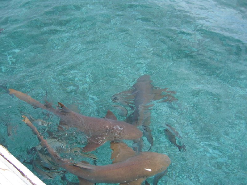   Caye Caulker Belize Blog Photo