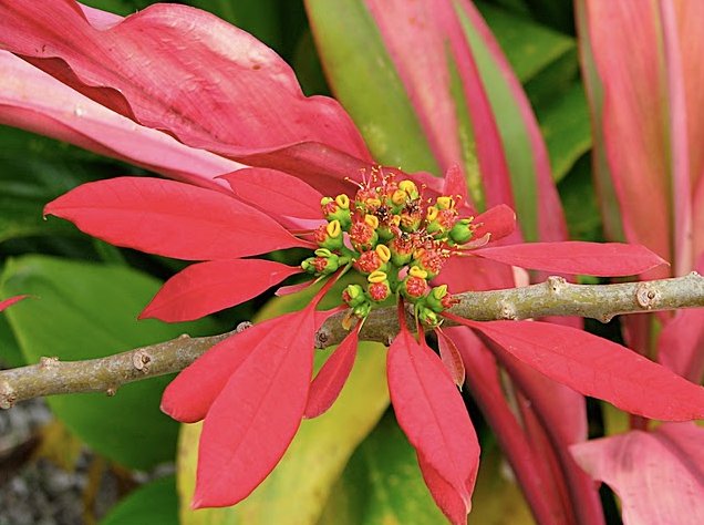 Photo The Landscapes of Niue Island discover