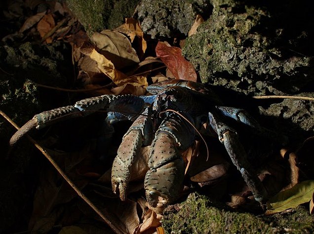 The Landscapes of Niue Island Alofi Diary Photos