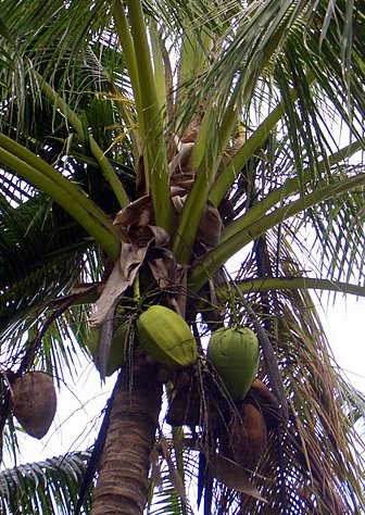 Photo American Samoa National Park Pictures places