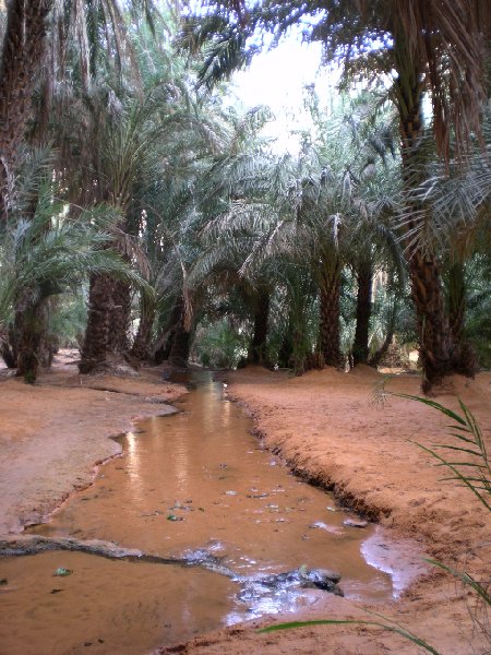 Desert camel ride to the Terjit Oasis Mauritania Vacation Pictures