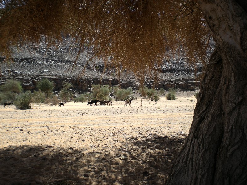 Photo Desert camel ride to the Terjit Oasis always