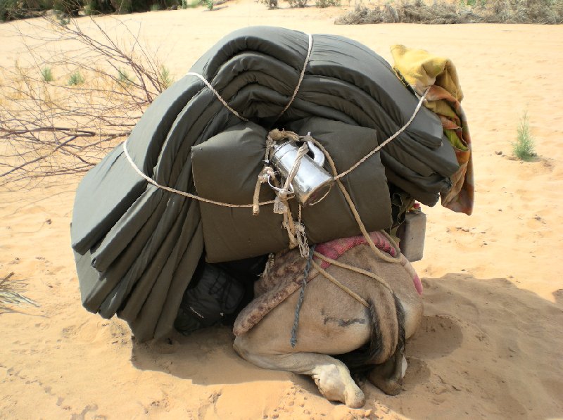 Desert camel ride to the Terjit Oasis Mauritania Pictures