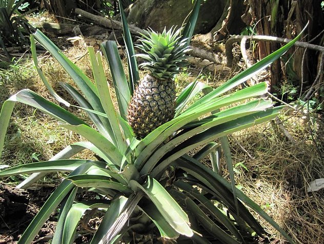 Photo Le Moroni Hotel Comoros sightseeing