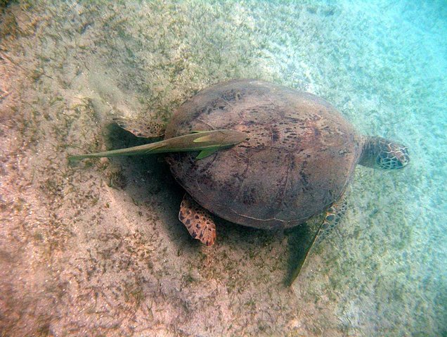 Photo Wildlife pictures Mayotte Island explore