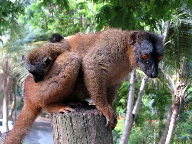 Wildlife pictures Mayotte Island Mamoudzou Trip Experience