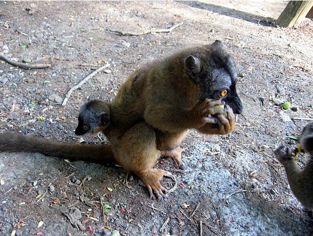 Photo Wildlife pictures Mayotte Island snorkeling