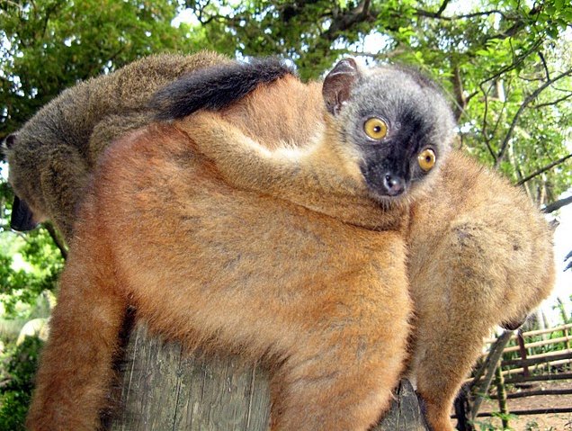 Photo Wildlife pictures Mayotte Island diving