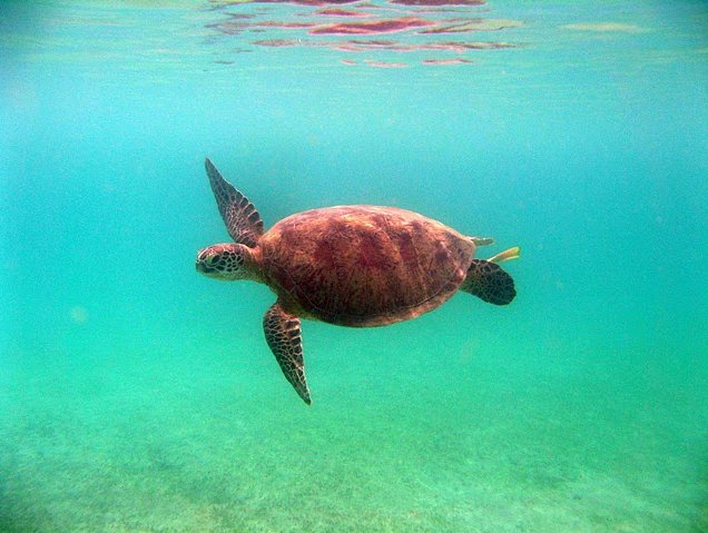 Photo Wildlife pictures Mayotte Island certificates