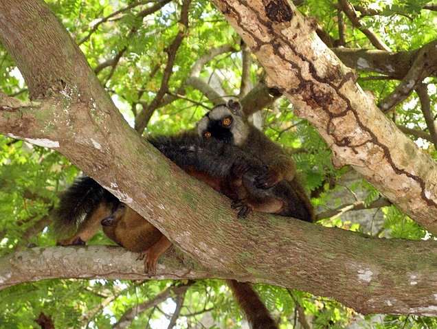 Photo Wildlife pictures Mayotte Island across