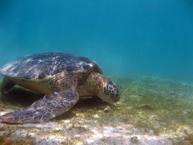 Wildlife pictures Mayotte Island Mamoudzou Blog