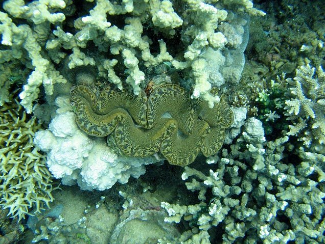 Photo Wildlife pictures Mayotte Island pointing