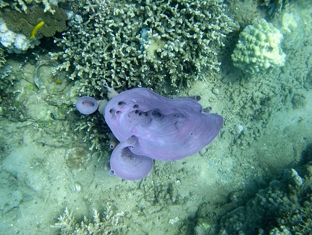 Photo Wildlife pictures Mayotte Island underwater