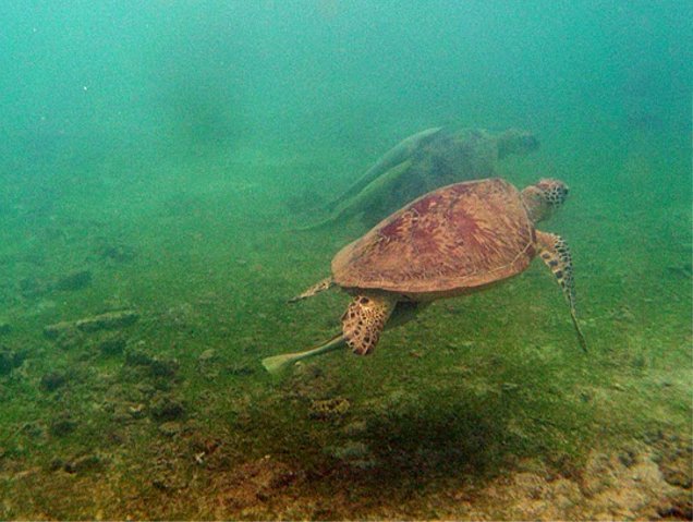 Photo Wildlife pictures Mayotte Island Situated