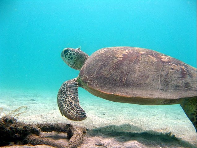 Photo Wildlife pictures Mayotte Island Comoros