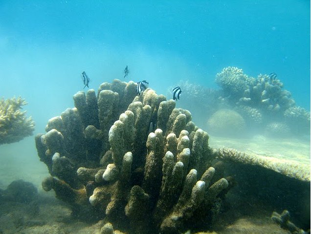 Wildlife pictures Mayotte Island Mamoudzou Information