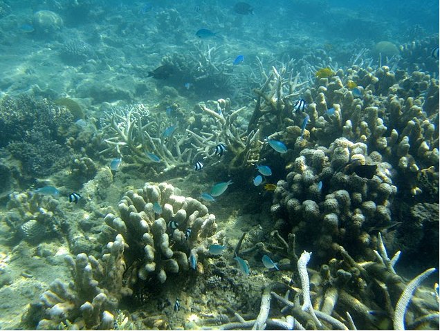 Photo Wildlife pictures Mayotte Island beaches