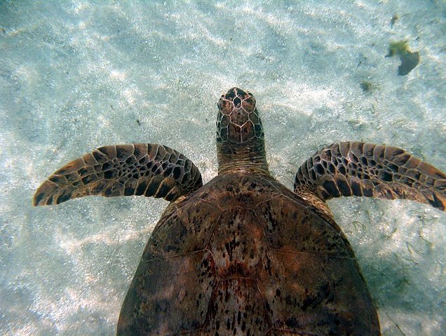 Photo Wildlife pictures Mayotte Island several