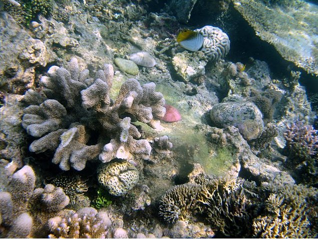 Photo Wildlife pictures Mayotte Island bothered