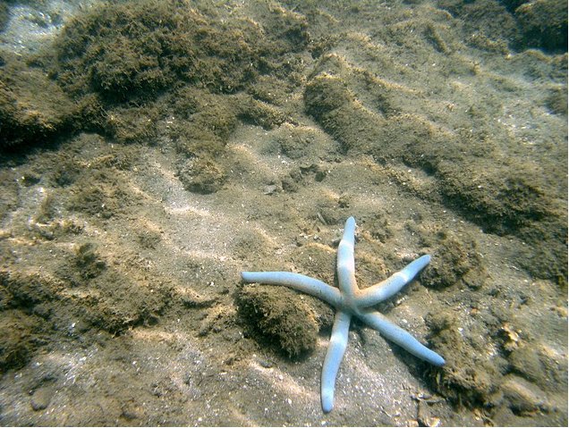 Photo Wildlife pictures Mayotte Island rested