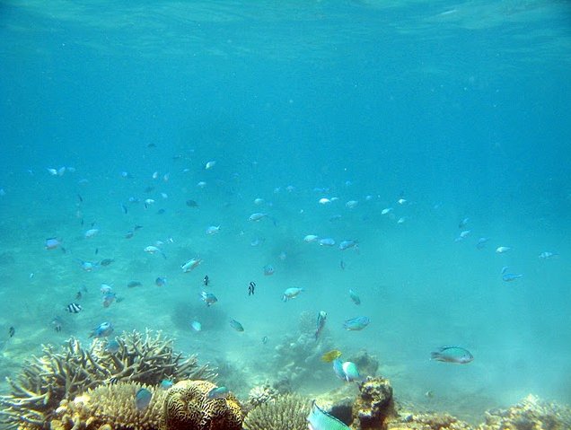 Wildlife pictures Mayotte Island Mamoudzou Story Sharing