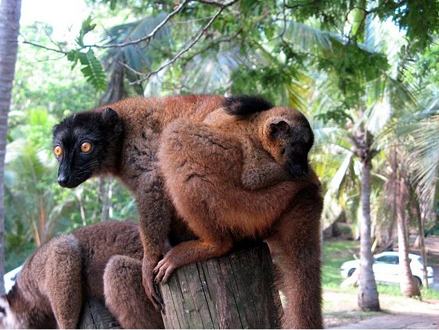 Photo Wildlife pictures Mayotte Island spotted