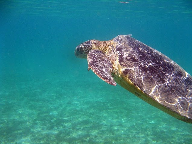 Photo Wildlife pictures Mayotte Island beautiful