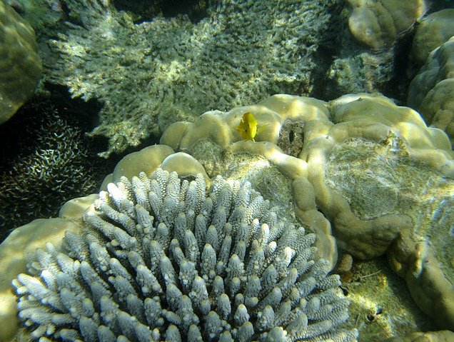 Photo Wildlife pictures Mayotte Island yellow