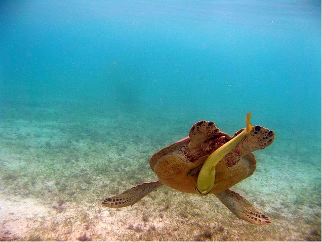 Photo Wildlife pictures Mayotte Island greenish